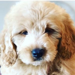 Meet your Posher, Selby